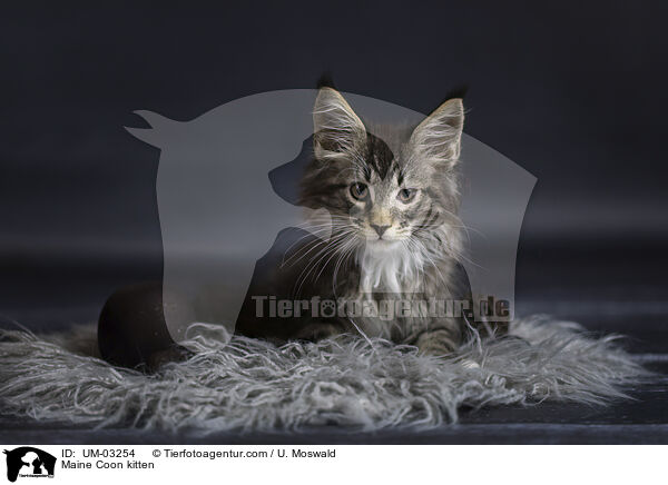 Maine Coon Ktzchen / Maine Coon kitten / UM-03254