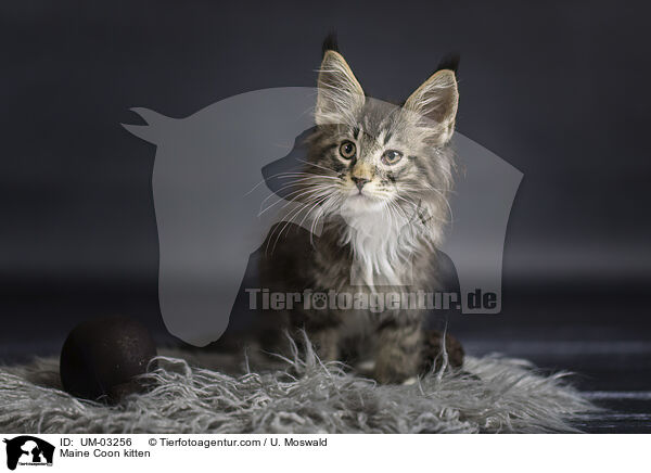 Maine Coon Ktzchen / Maine Coon kitten / UM-03256