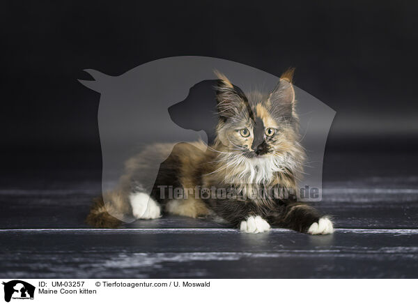 Maine Coon Ktzchen / Maine Coon kitten / UM-03257