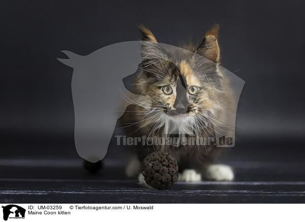 Maine Coon Ktzchen / Maine Coon kitten / UM-03259