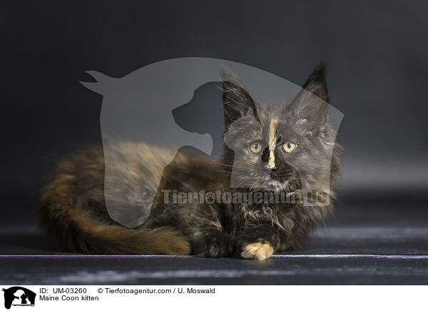 Maine Coon Kätzchen / Maine Coon kitten / UM-03260