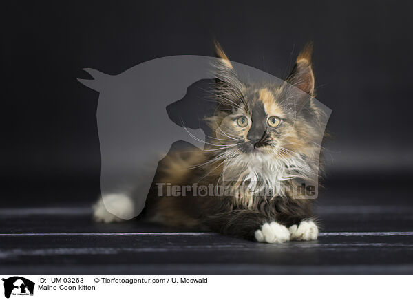 Maine Coon Ktzchen / Maine Coon kitten / UM-03263