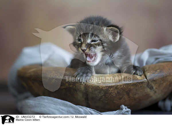 Maine Coon Ktzchen / Maine Coon kitten / UM-03272