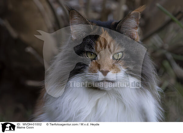 Maine Coon / WVDH-01002