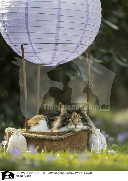 Maine Coon / Maine Coon / WVDH-01004