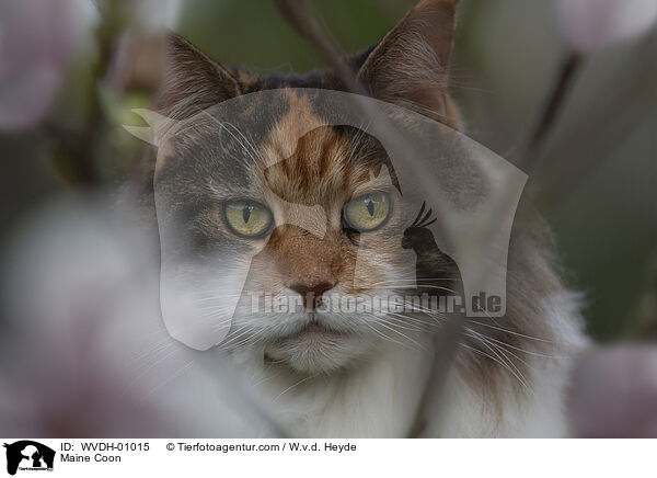 Maine Coon / Maine Coon / WVDH-01015