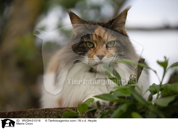 Maine Coon / Maine Coon / WVDH-01018