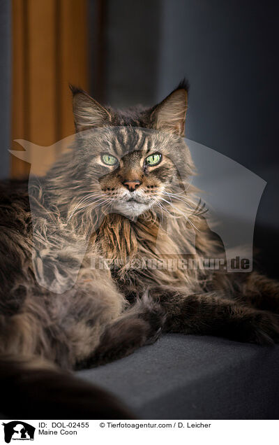 Maine Coon / Maine Coon / DOL-02455