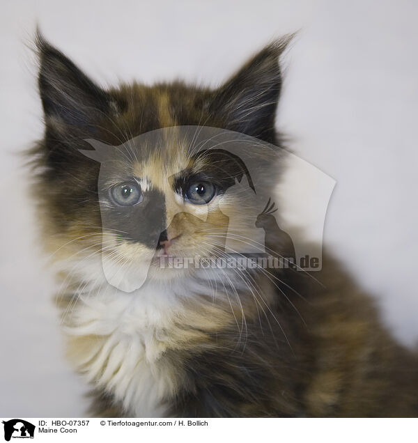 Maine Coon / Maine Coon / HBO-07357