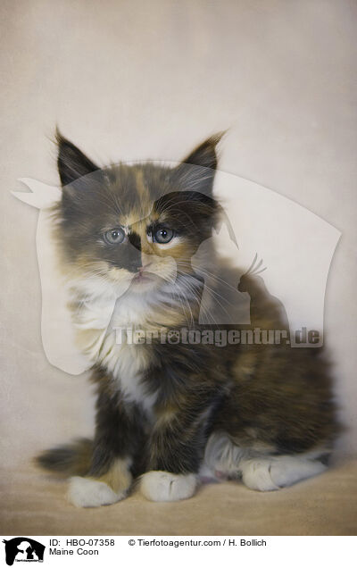 Maine Coon / Maine Coon / HBO-07358