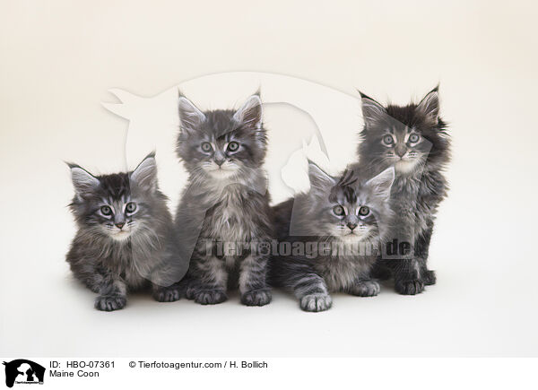 Maine Coon / Maine Coon / HBO-07361