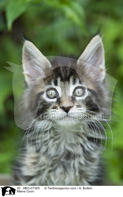Maine Coon / HBO-07365