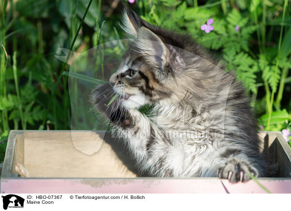 Maine Coon / Maine Coon / HBO-07367