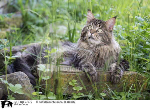 Maine Coon / Maine Coon / HBO-07372