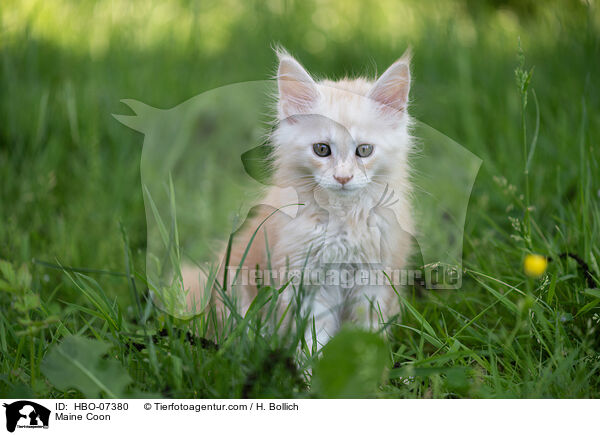 Maine Coon / Maine Coon / HBO-07380
