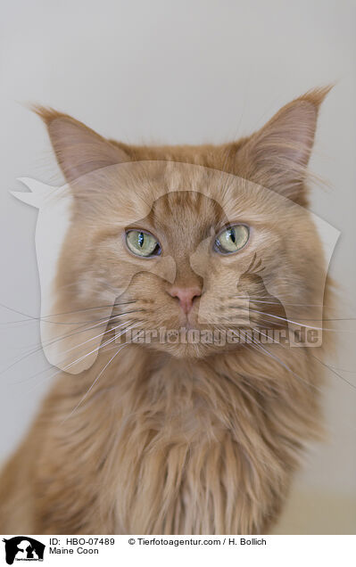 Maine Coon / HBO-07489