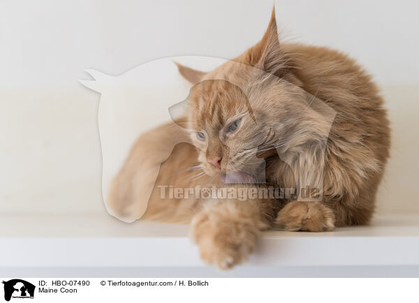 Maine Coon / HBO-07490