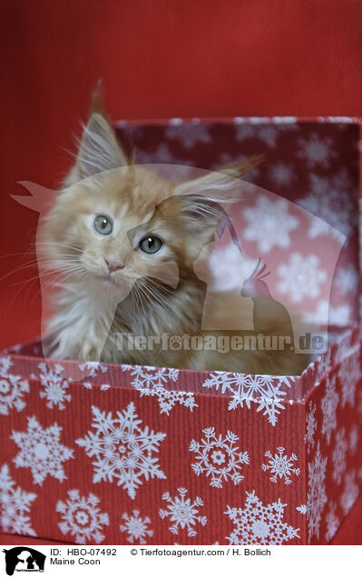 Maine Coon / HBO-07492