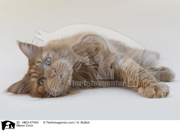 Maine Coon / Maine Coon / HBO-07493