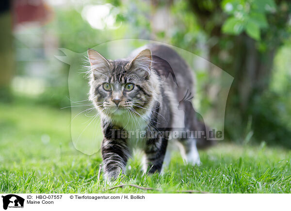 Maine Coon / Maine Coon / HBO-07557