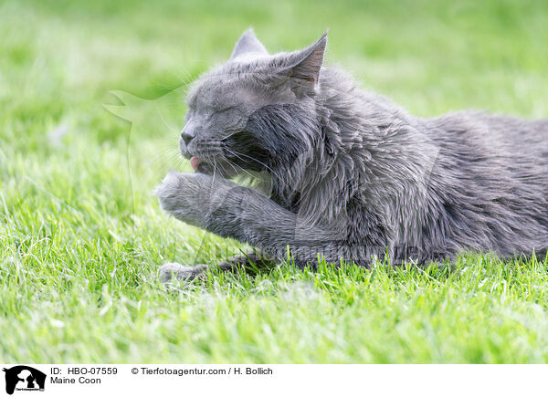Maine Coon / HBO-07559
