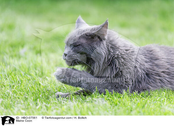 Maine Coon / Maine Coon / HBO-07561