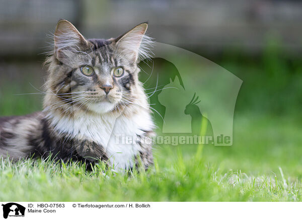 Maine Coon / Maine Coon / HBO-07563