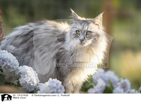 Maine Coon / Maine Coon / LP-01426