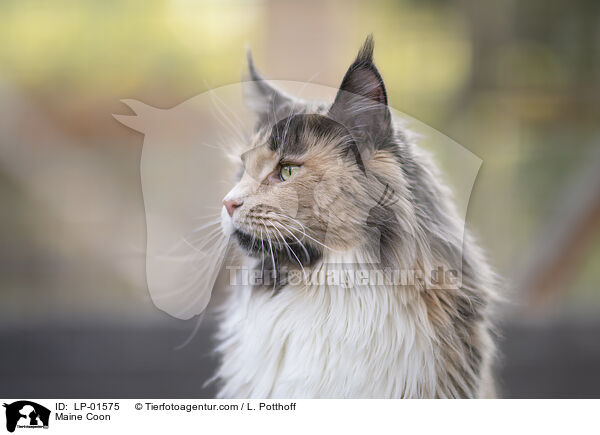 Maine Coon / Maine Coon / LP-01575