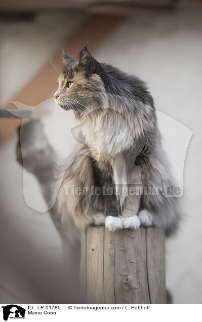 Maine Coon / Maine Coon / LP-01785