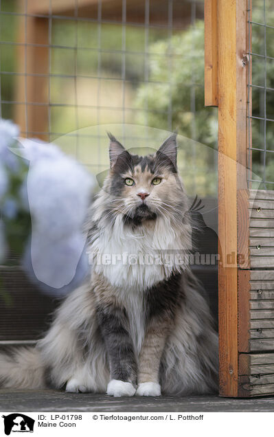 Maine Coon / Maine Coon / LP-01798