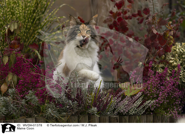 Maine Coon / Maine Coon / WVDH-01378