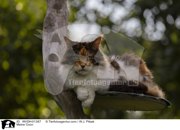 Maine Coon / Maine Coon / WVDH-01387