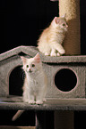Maine Coon Kitten