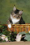 Maine Coon in basket