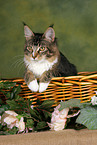 Maine Coon in basket