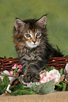 Maine Coon Kitten