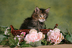 Maine Coon Kitten