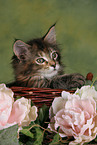 Maine Coon Kitten