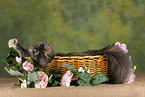 lying Maine Coon