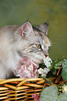 Maine Coon in basket