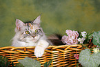 Maine Coon in basket