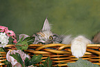 Maine Coon in basket