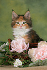 Maine Coon Kitten