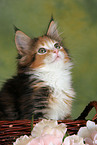Maine Coon Kitten