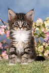 Maine Coon kitten