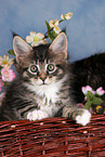 Maine Coon kitten