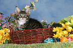 Maine Coon kitten at Easter