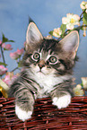 Maine Coon kitten