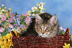 young Maine Coon